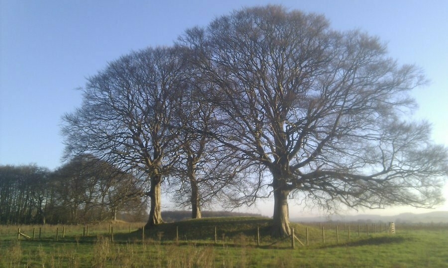 Auto-generated description: Three large, leafless trees stand on a grassy mound in a fenced area under a clear blue sky.