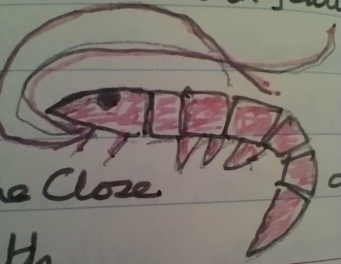 Auto-generated description: A hand-drawn pink and black shrimp sketch is on lined paper.