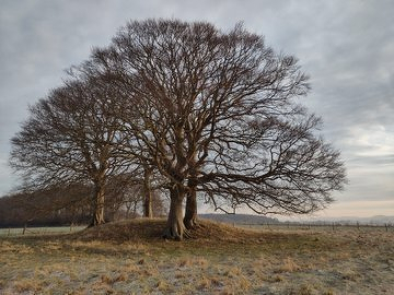 Auto-generated description: A leafless tree with a wide canopy stands on a small mound in a grassy, open field under a cloudy sky.
