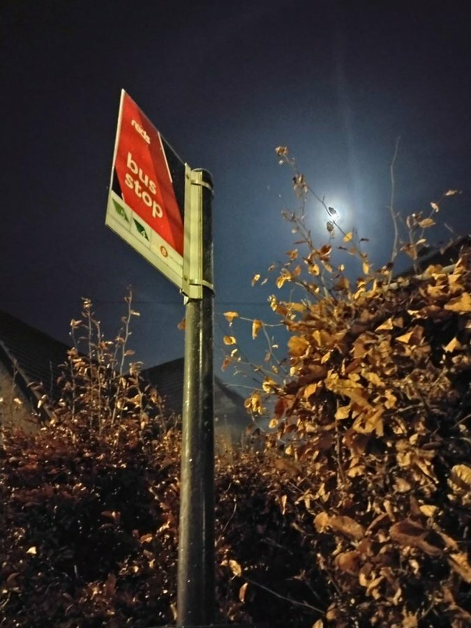 Auto-generated description: A bus stop sign is illuminated at night, surrounded by foliage, with the moon peeking through the sky.