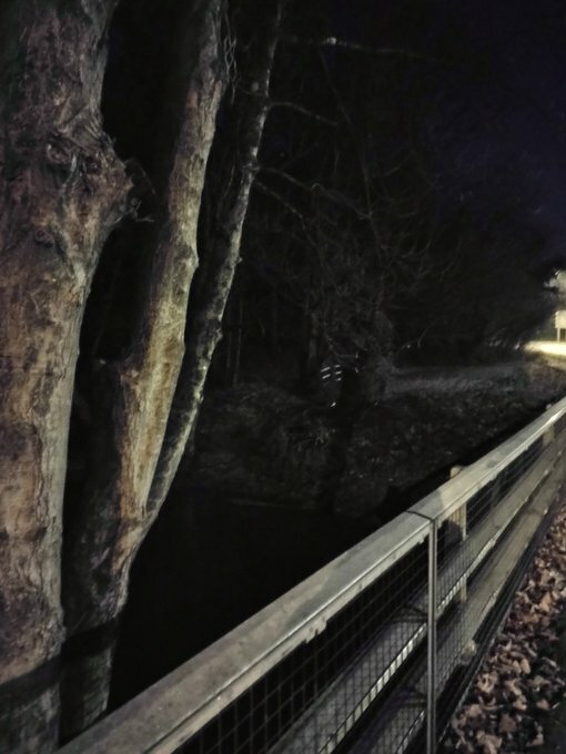 Auto-generated description: A dimly lit, nighttime scene features a large tree beside a metal fence along a dark path or road.