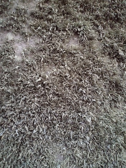 Auto-generated description: A close-up view of a textured surface covered in dense, curly, moss-like growth.